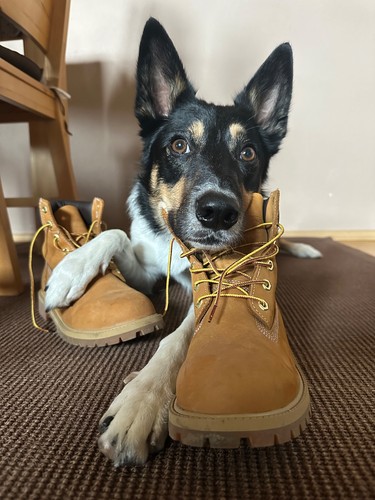 Original timberland boots - original,